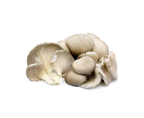 Гъба Кладница Гъба Кладница